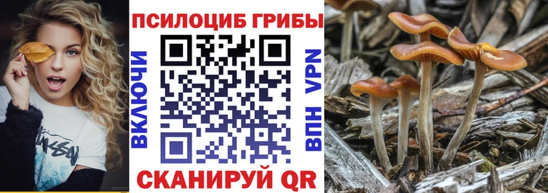Псилоцибиновые грибы Cubensis  блэк спрут как войти  Дивногорск 